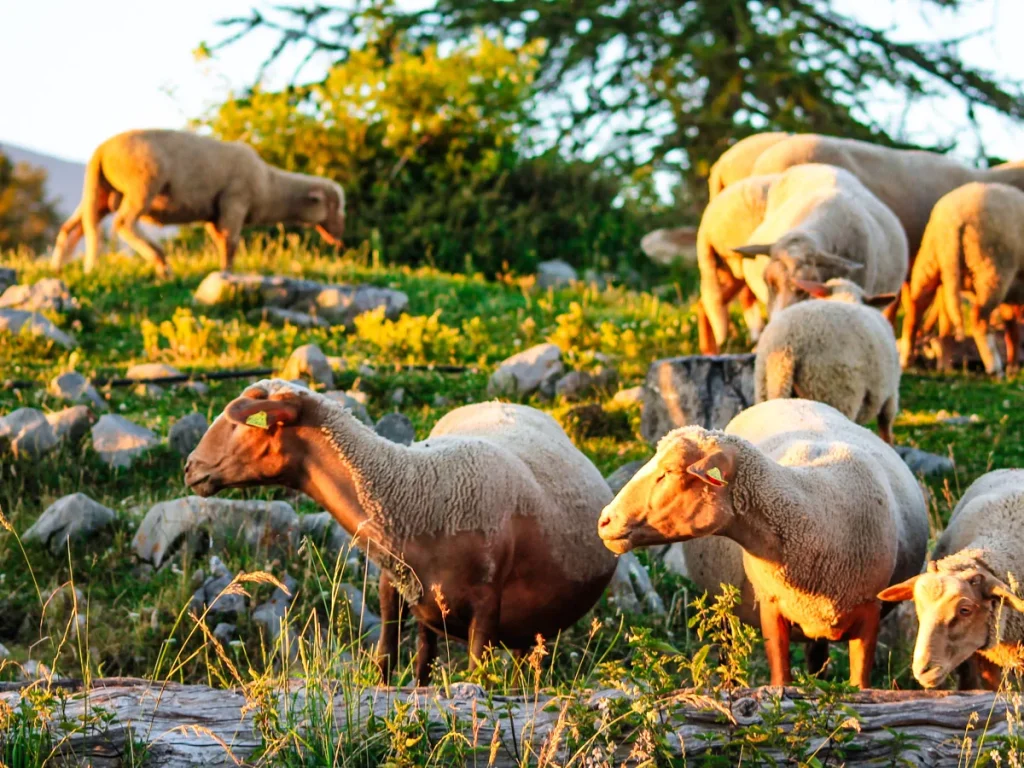 Moutons à Valberg