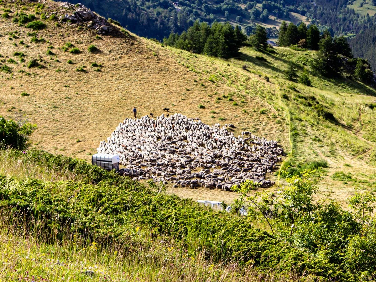 Troupeau de moutons en montagne à Valberg