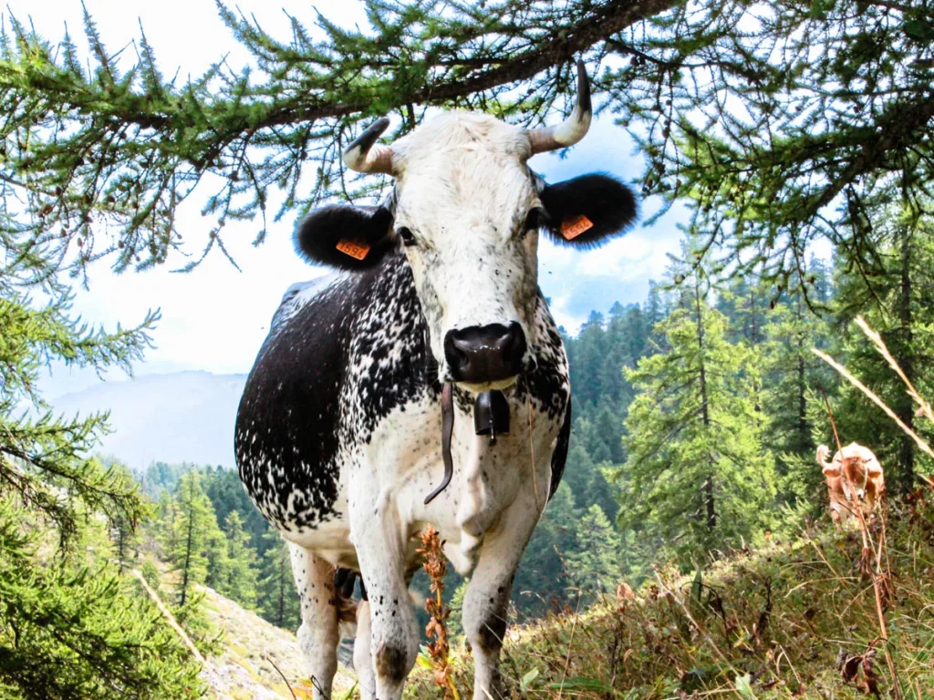 Vache à Valberg